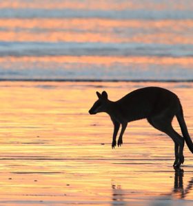 Kangaroo on the beach at sunset