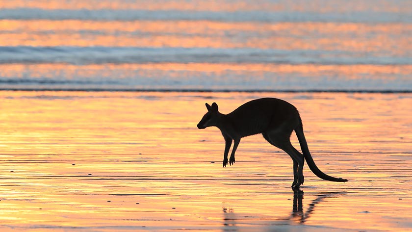 Kangaroo on the beach at sunset