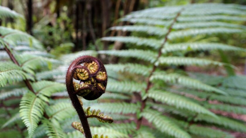 A useful guide to help you meet your new competencies Unsure of how to meet the Nursing Council's Tiriti and cultural safety competencies? Here's a guide to help.