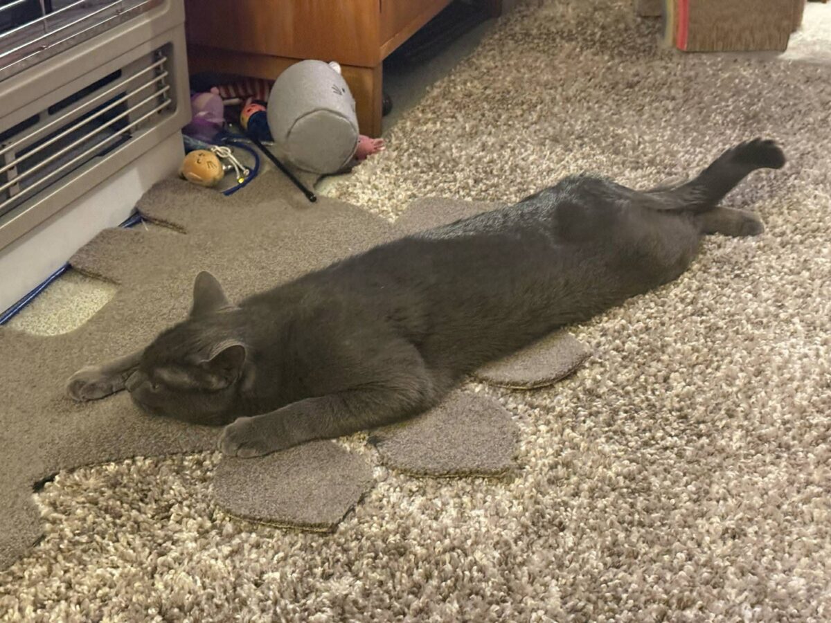 Nursing pets: From ‘foster fail’ to beloved member of exclusive circle of friends