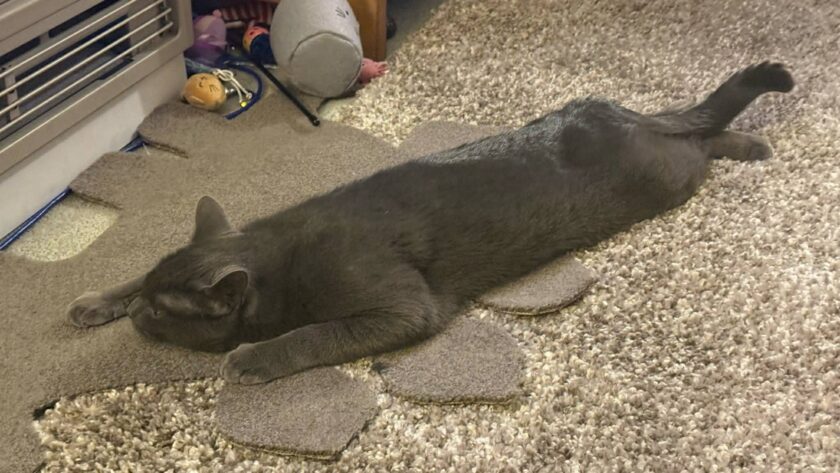 Nursing pets: From ‘foster fail’ to beloved member of exclusive circle of friends Reecee is a loveable pain in the . . . glutes.