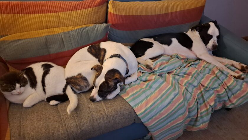 Tibbs, Ziggy, Panda and Jaina: They help me through the hard times These animals keep me grounded, in touch with life.