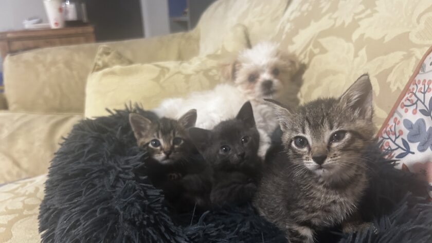 Daisy, Bunny and pals: I work in residential care, my pets are my therapy when I get home These pets are therapy for their owner, and help the kids beat the screentime curse.